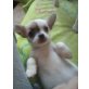 Chihuahua kurzhaariger Schlag Welpen - Hündin