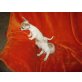 Chihuahua kurzhaariger Schlag Welpen - Hündin