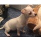 Chihuahua kurzhaariger Schlag Welpen - Hündin