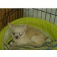 Chihuahua kurzhaariger Schlag Welpen - Hündin