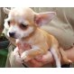 Chihuahua kurzhaariger Schlag Welpen - Hündin