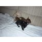 Chihuahua kurzhaariger Schlag Welpen - Hündin