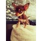 Chihuahua kurzhaariger Schlag Welpen - Hündin