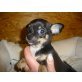 Chihuahua kurzhaariger Schlag Welpen - Hündin