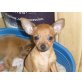 Chihuahua kurzhaariger Schlag Welpen - Hündin