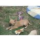 Chihuahua kurzhaariger Schlag Welpen - Hündin