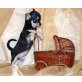 Chihuahua kurzhaariger Schlag Welpen - Hündin