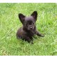 Chihuahua kurzhaariger Schlag Welpen - Hündin