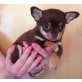 Chihuahua kurzhaariger Schlag Welpen - Hündin