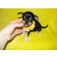Chihuahua kurzhaariger Schlag Welpen - Hündin
