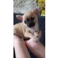 Chihuahua kurzhaariger Schlag Welpen - Hündin