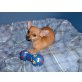 Chihuahua kurzhaariger Schlag Welpen - Hündin