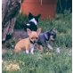 Chihuahua kurzhaariger Schlag Welpen - Hündin