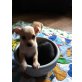 Chihuahua kurzhaariger Schlag Welpen - Rüde