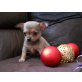 Chihuahua kurzhaariger Schlag Welpen - Rüde