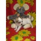 Chihuahua kurzhaariger Schlag Welpen - Rüde