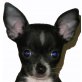 Chihuahua kurzhaariger Schlag Welpen - Rüde