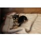 Chihuahua kurzhaariger Schlag Welpen - Rüde