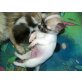 Chihuahua kurzhaariger Schlag Welpen - Rüde