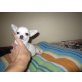 Chihuahua kurzhaariger Schlag Welpen - Rüde