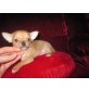 Chihuahua kurzhaariger Schlag Welpen - Rüde
