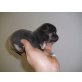 Chihuahua kurzhaariger Schlag Welpen - Rüde