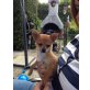 Chihuahua kurzhaariger Schlag Welpen - Rüde