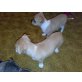 Chihuahua kurzhaariger Schlag Welpen - Rüde