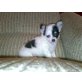 Chihuahua kurzhaariger Schlag Welpen - Rüde