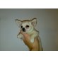 Chihuahua kurzhaariger Schlag Welpen - Rüde
