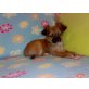 Chihuahua kurzhaariger Schlag Welpen - Rüde