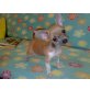 Chihuahua kurzhaariger Schlag Welpen - Rüde