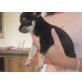 Chihuahua kurzhaariger Schlag Welpen - Rüde