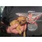 Chihuahua kurzhaariger Schlag Welpen - Rüde