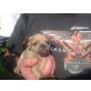 Chihuahua kurzhaariger Schlag Welpen - Rüde