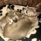 Chihuahua kurzhaariger Schlag Welpen - Rüde