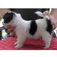 Chihuahua kurzhaariger Schlag Welpen - Rüde