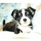 Chihuahua kurzhaariger Schlag Welpen - Rüde