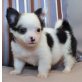 Chihuahua kurzhaariger Schlag Welpen - Rüde