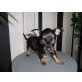 Chihuahua kurzhaariger Schlag Welpen - Rüde