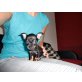 Chihuahua kurzhaariger Schlag Welpen - Rüde