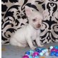 Chihuahua kurzhaariger Schlag Welpen - Rüde