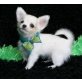 Chihuahua kurzhaariger Schlag Welpen - Rüde