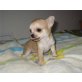 Chihuahua kurzhaariger Schlag Welpen - Rüde