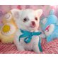 Chihuahua kurzhaariger Schlag Welpen - Rüde