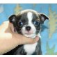 Chihuahua kurzhaariger Schlag Welpen - Rüde