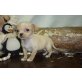 Chihuahua kurzhaariger Schlag Welpen - Rüde