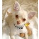 Chihuahua kurzhaariger Schlag Welpen - Rüde