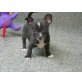 Chihuahua kurzhaariger Schlag Welpen - Rüde