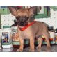 Chihuahua kurzhaariger Schlag Welpen - Rüde